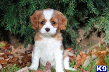 William - Blenheim Cavalier Male